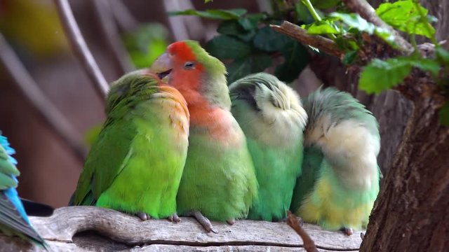 small parrot in the national park