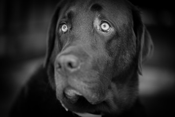 Chocolate Labrador retiever waiting