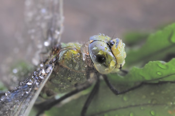 BLUE EMPEROR DRAGONFLY (Anax imperator). Female caught in a summer shower, kwazulu Natal, South Africa