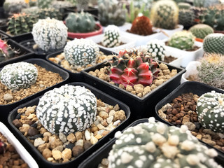 Cactus pots in plants shop. Decoration house plant hobby for hipster lifestyle. Gymnocalycium variegated.