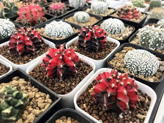Cactus pots in plants shop. Decoration house plant hobby for hipster lifestyle. Gymnocalycium variegated.