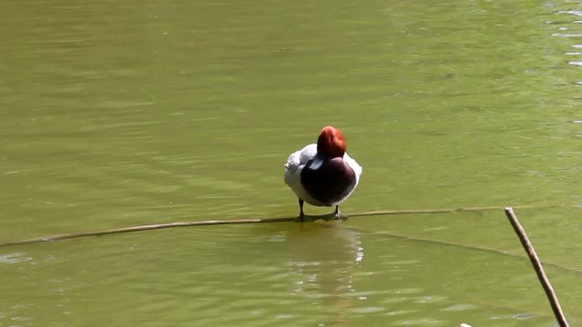 Eurasian wigeon, also known as widgeon cleaning itself in the lake