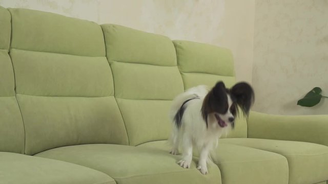Young dog breeds Papillon Continental Toy Spaniel dog catches big ball and plays slow motion stock footage video