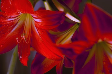 Beautiful red lily on a blue-green background, greenery of a plant.