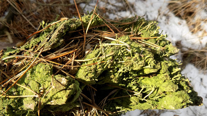 Beautiful forest nature background. Moss on the tree landscape