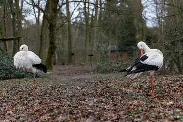 Obraz premium Zwei Störche