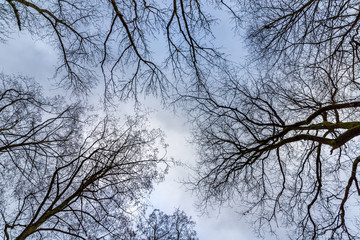 Fototapeta na wymiar Hohe Bäume im Winterhimmel