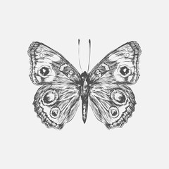 Illustration drawing style of butterfly collection
