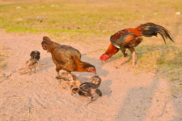 South Asian chicken family, Thailand, Myanmar, Laos, Vietnam, Malaysia, Indonesia, Philippines, Cambodia
