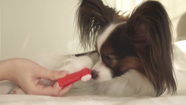 Young dog breeds Papillon Continental Toy Spaniel brushes teeth with toothbrush stock footage video