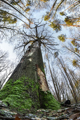 Fototapeta premium ein großer, toter Baum steht in einem Wald