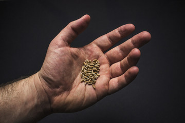 Organic Barley Seeds in the Palm of a Hand
