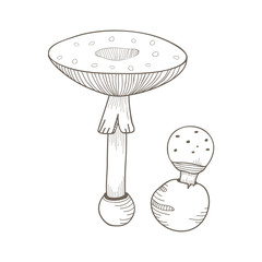 Illustration of mushroom