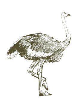 Illustration of ostrich