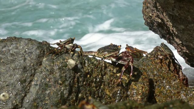 Crabs sit on coastal stones, between sea waves, 4k
