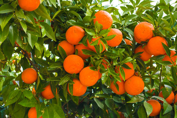 Fresh and ripe oranges in the branch of the tree