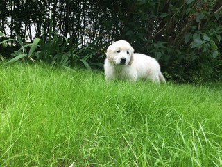 Puppy in the garden