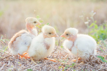 Chicks with warm sunshine in winter