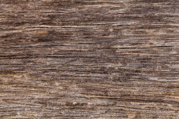 Fototapeta premium Wood textures from close up perspective
