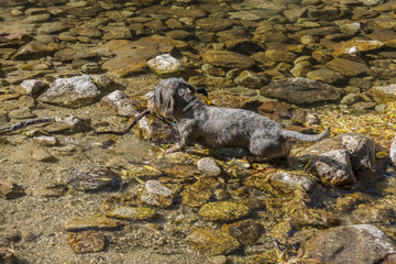 perro teckel jugando en el rio con un palo