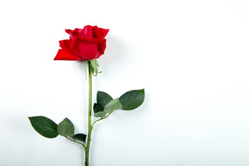 Red rose on a white background. valentine concept.