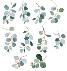 Eucalyptus watercolor twigs