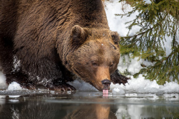 Fototapeta premium Wild brown bear near a forest lake