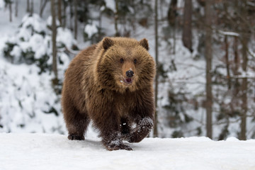Wild brown bear cub closeup