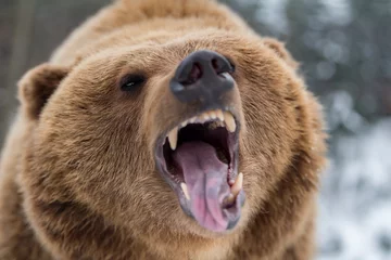 Fotobehang Brown bear roaring in forest © byrdyak