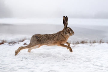 Hare running in the field © byrdyak