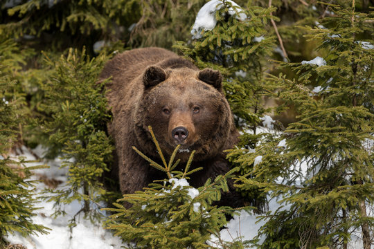 Wild brown bear in winter forest