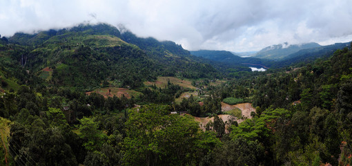 Fototapeta na wymiar Tea plantations and forest in Sri Lanka. 
