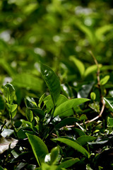 Green tea leaves on a tea plantation