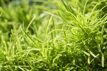 Closeup of grass field