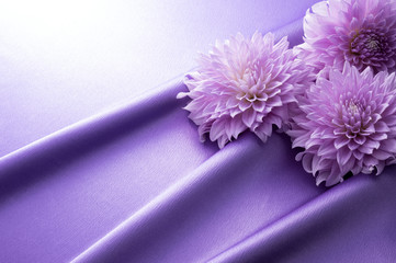 紫色のサテンとダリア