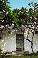 The shadow from the tropical trees falls on the wall. Sri Lanka