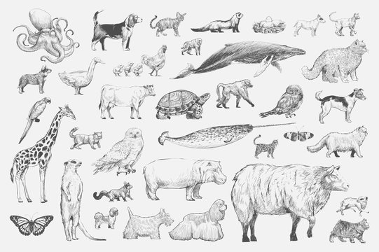 Illustration drawing style of animal collection