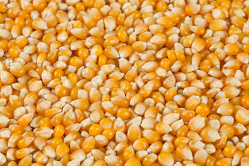 dried corn kernels