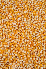 dried corn kernels