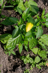 Sweet Pepper Growing