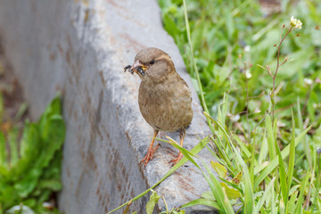 A sparrow with a fly in its beak