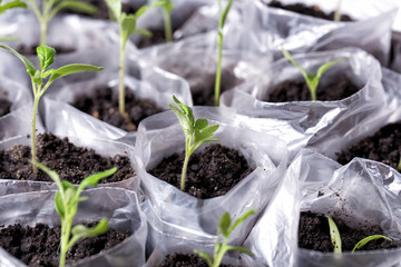 Seedlings of sweet pepper in a special box