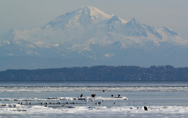 Bald Eagles On Ice