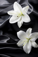黒色のサテンと白いユリ