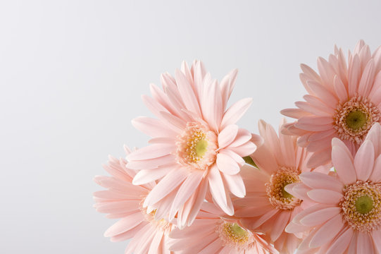 10 6 Best ガーベラ Images Stock Photos Vectors Adobe Stock 10 6 Best ガーベラ Images Stock Photos Vectors Adobe Stock