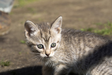 Fototapeta na wymiar Tabby Kitten Play Outside