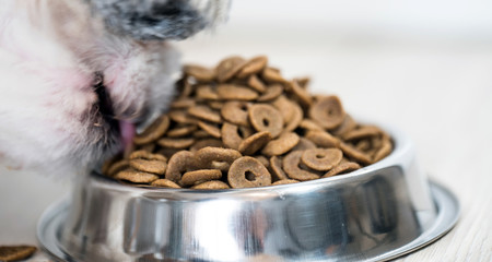 Dry dog treats in bowl