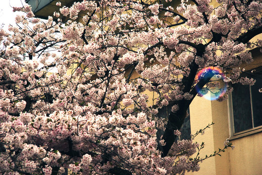 シャボン玉と桜
