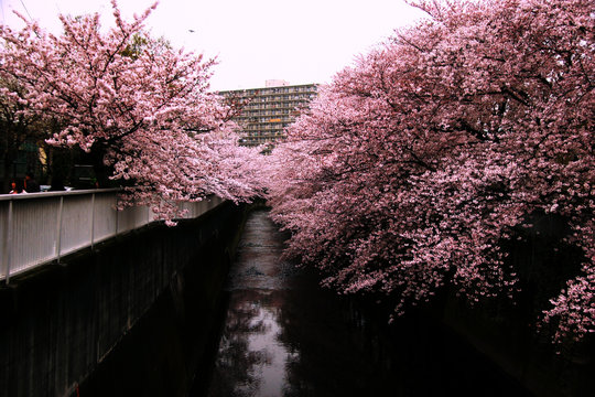 さくら神田川