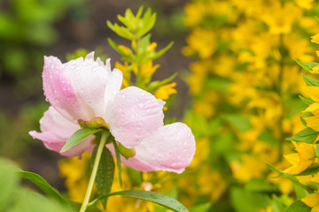 Pink peonies in spring garden.